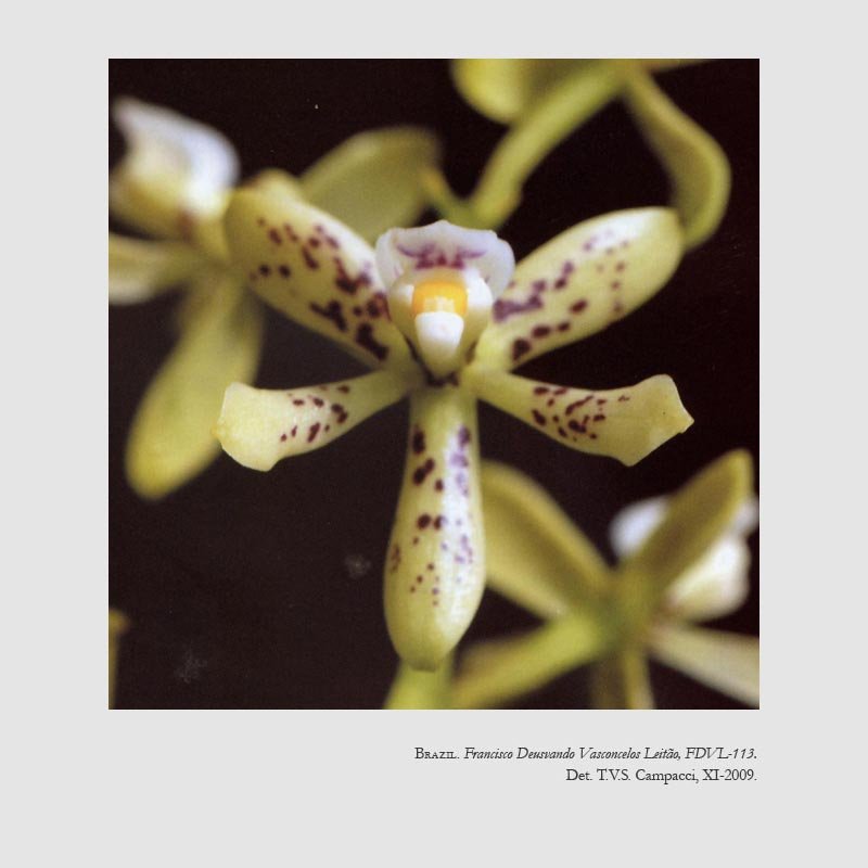 Prosthechea pitengoensis