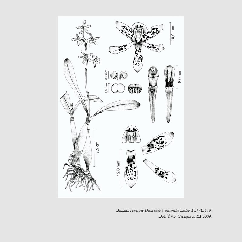 Prosthechea pitengoensis