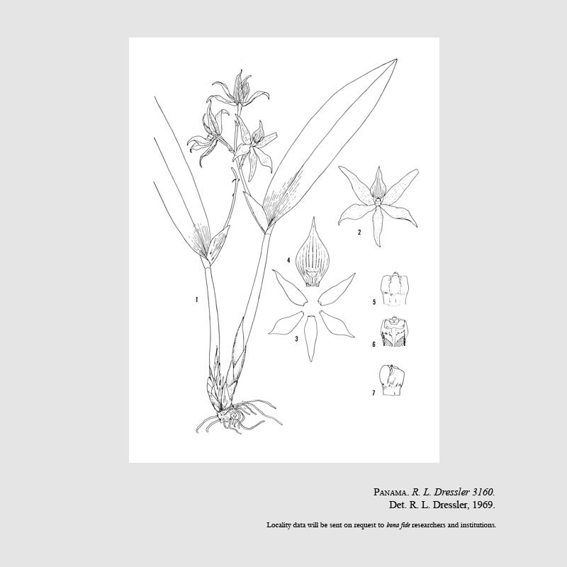 Prosthechea sima