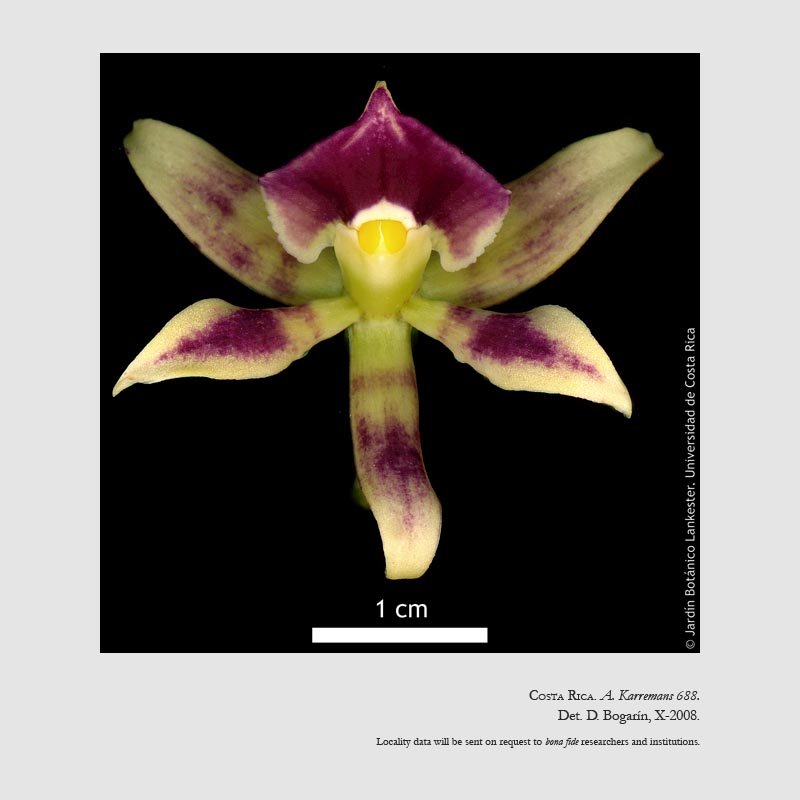 Prosthechea spondiada