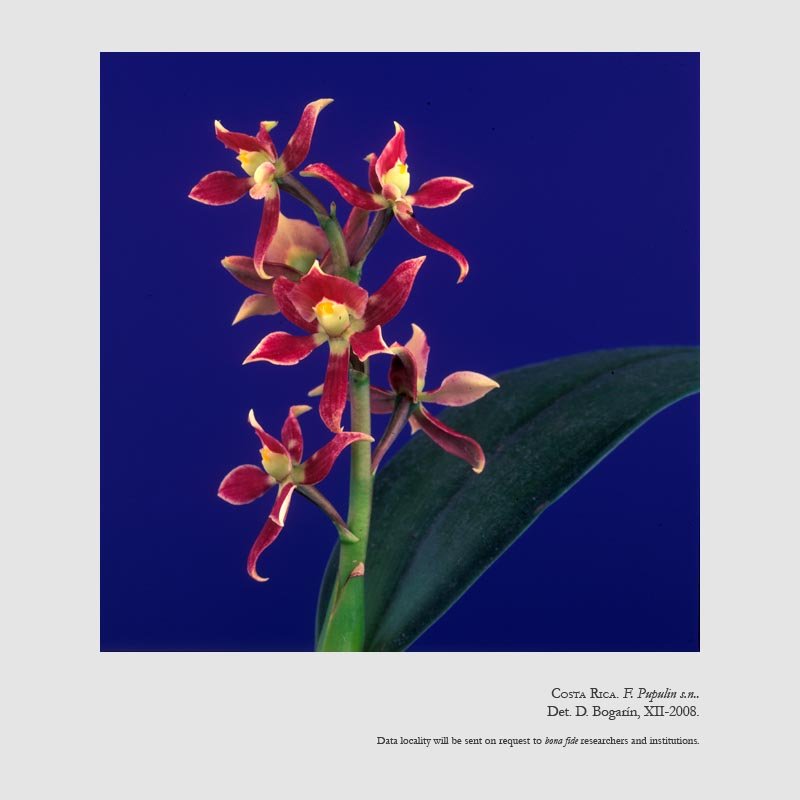 Prosthechea spondiada
