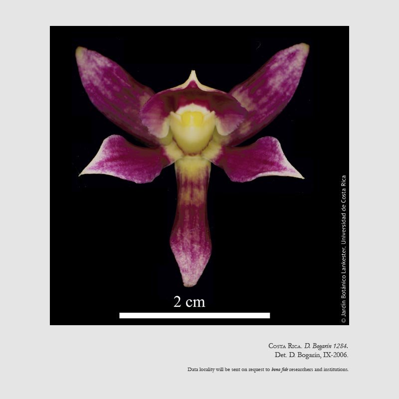 Prosthechea spondiada