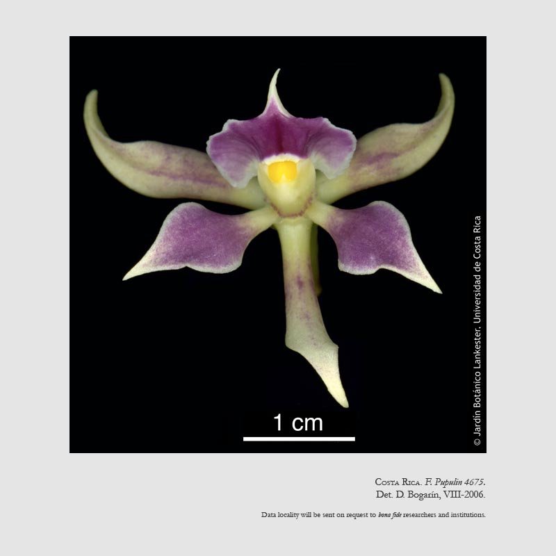 Prosthechea spondiada