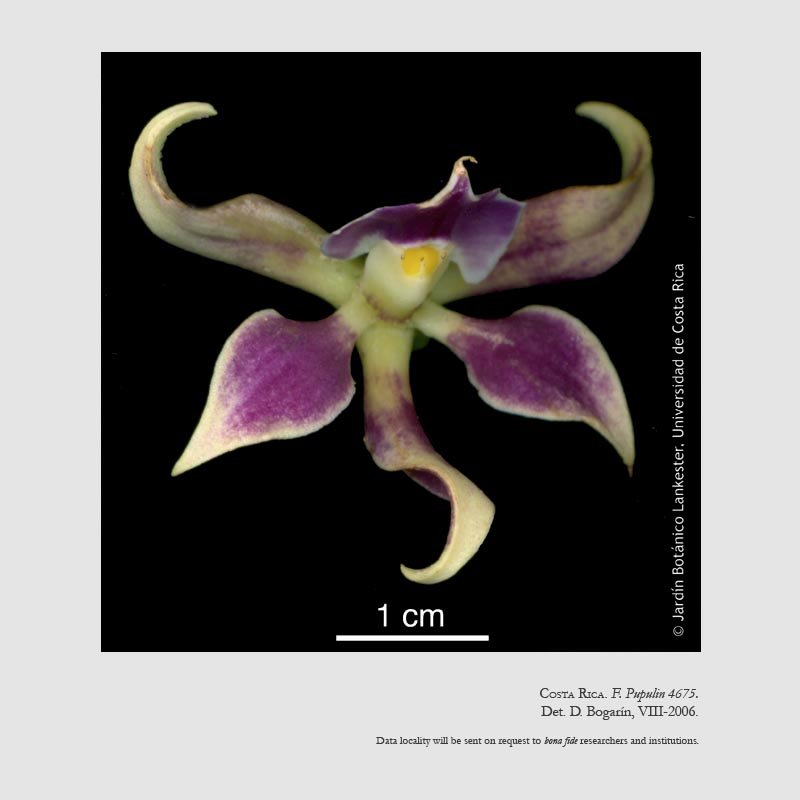 Prosthechea spondiada