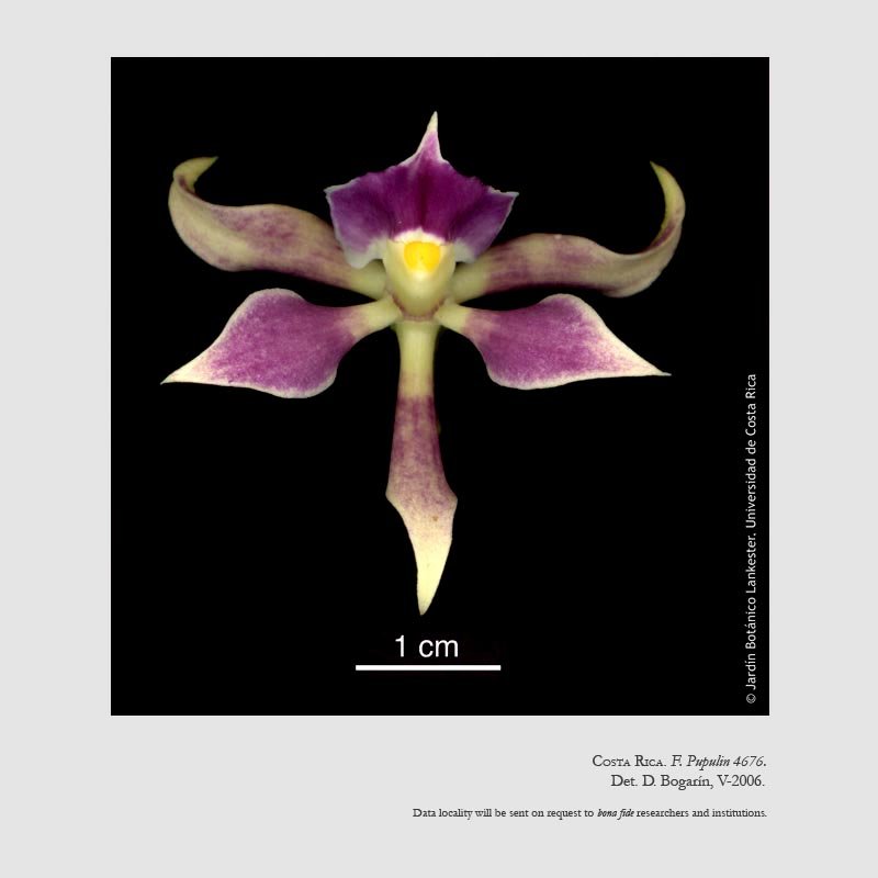 Prosthechea spondiada