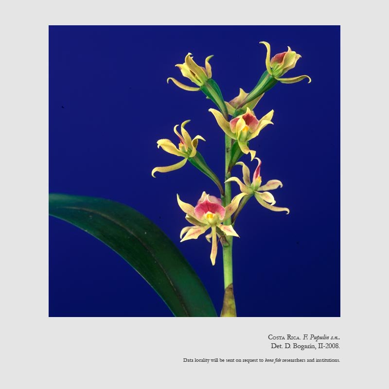 Prosthechea spondiada