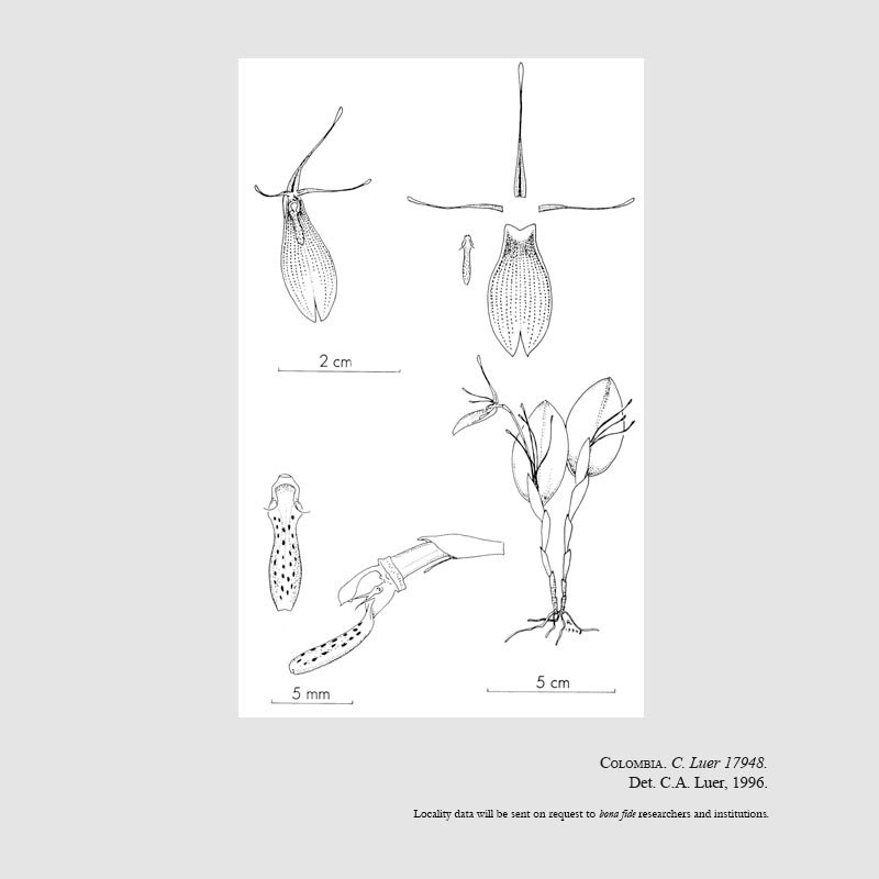 Restrepia roseola