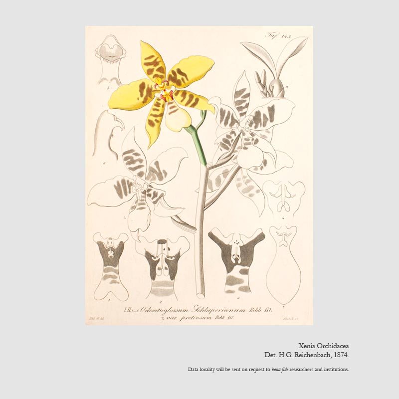 Rossioglossum schlieperianum