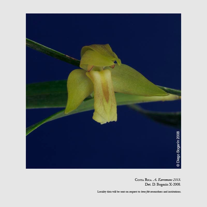 Scaphyglottis corallorrhiza