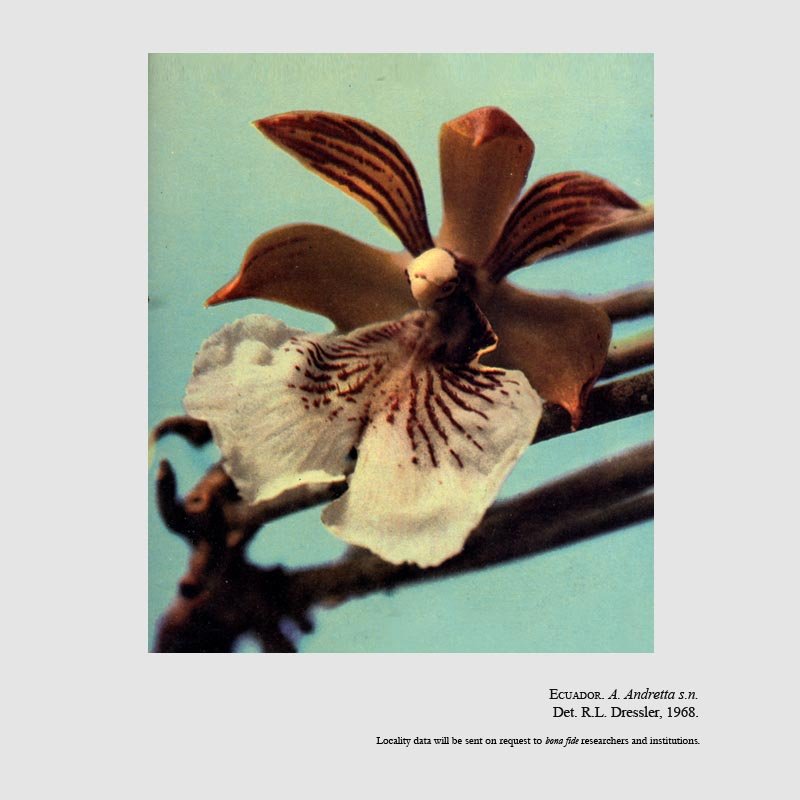 Scuticaria salesiana