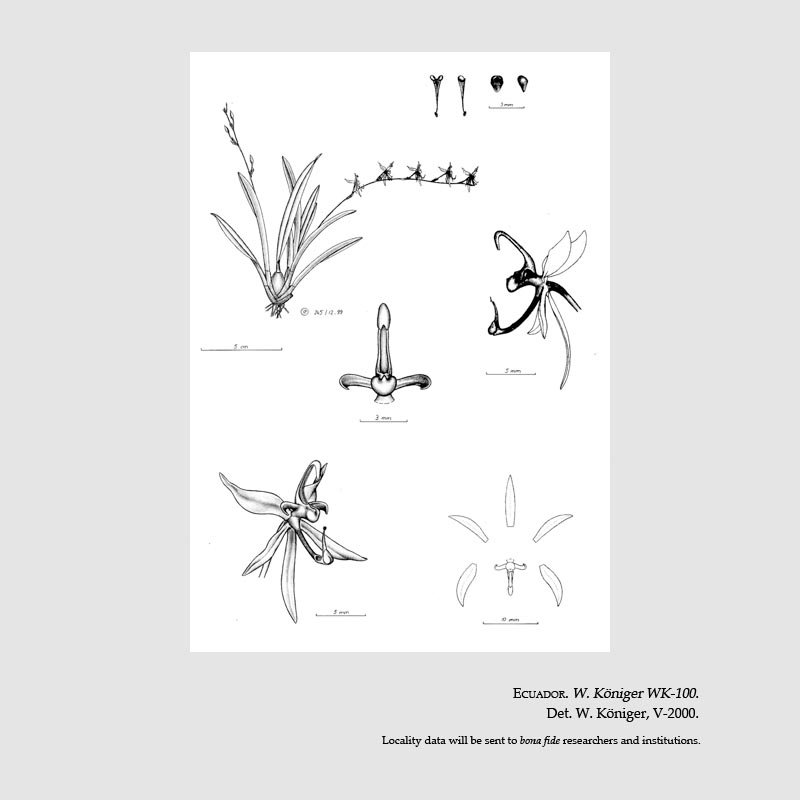 Sigmatostalix brevicornis