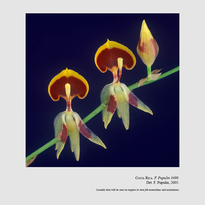 Sigmatostalix cardioglossa