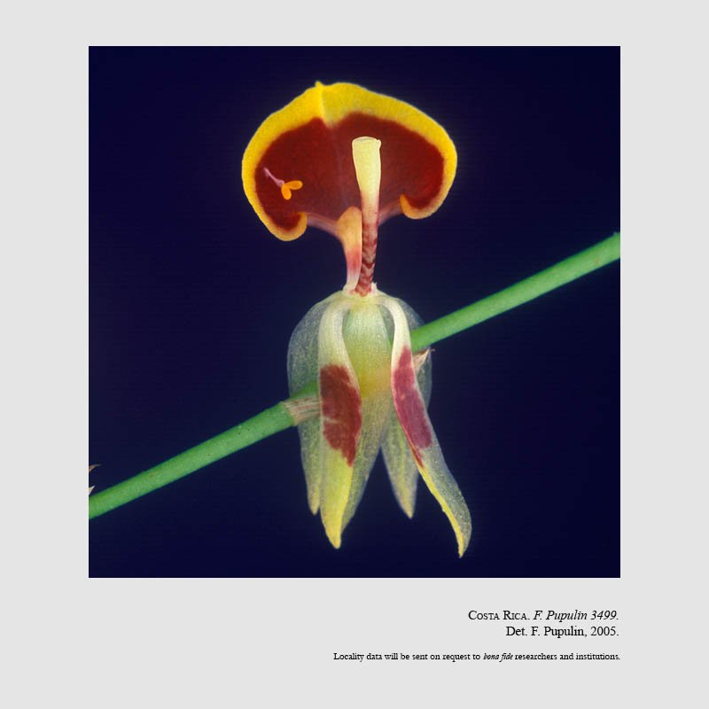 Sigmatostalix cardioglossa