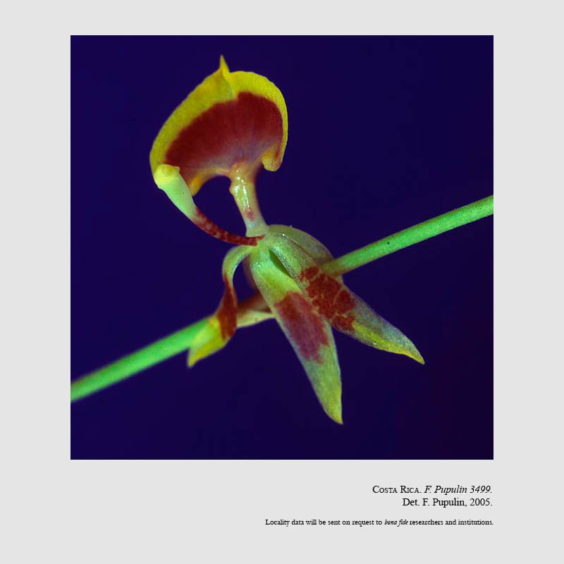 Sigmatostalix cardioglossa