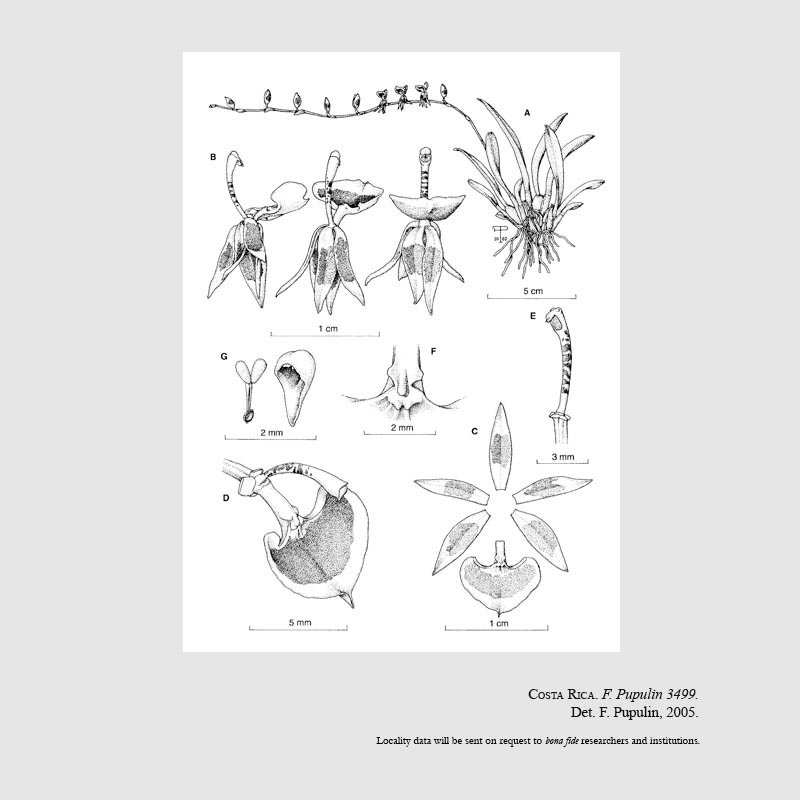 Sigmatostalix cardioglossa