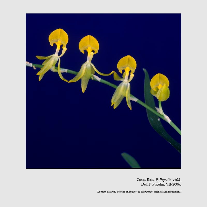 Sigmatostalix dulcineae f. flava