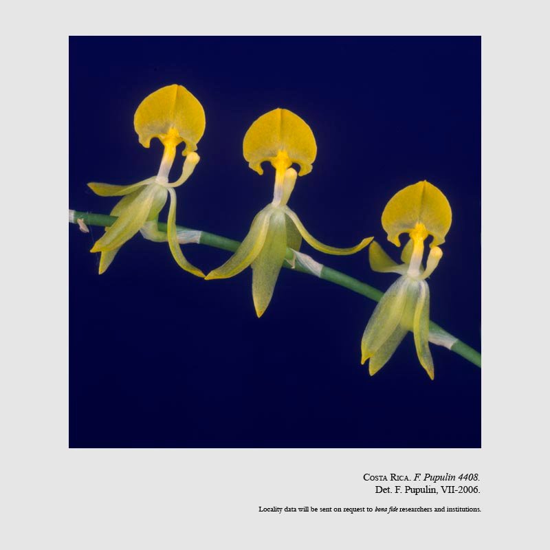 Sigmatostalix dulcineae f. flava