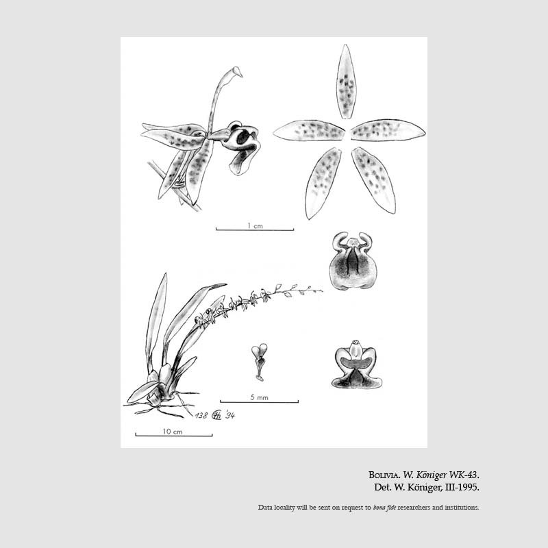 Sigmatostalix lutzii