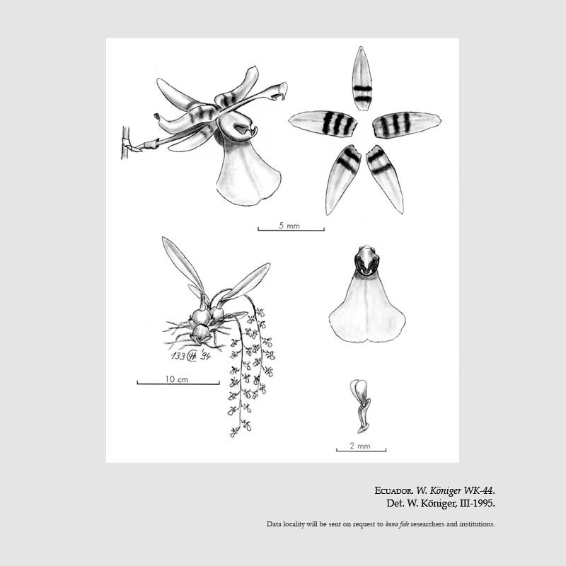 Sigmatostalix portillae
