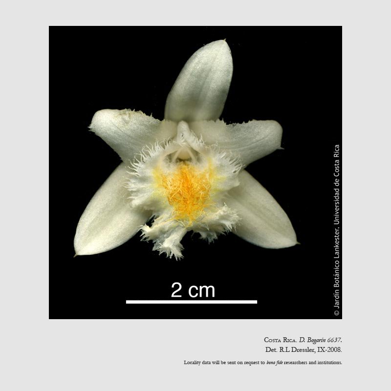 Sobralia allenii
