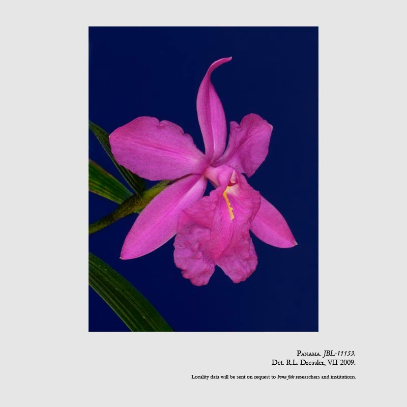 Sobralia callosa