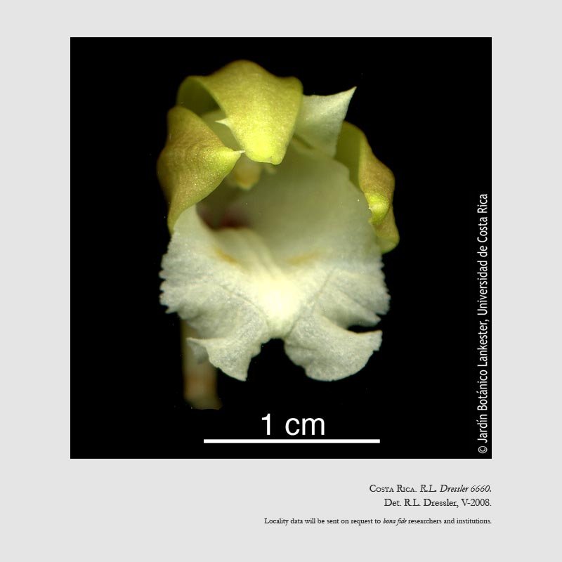Sobralia carazoi
