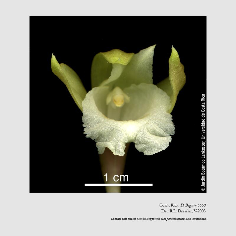 Sobralia carazoi