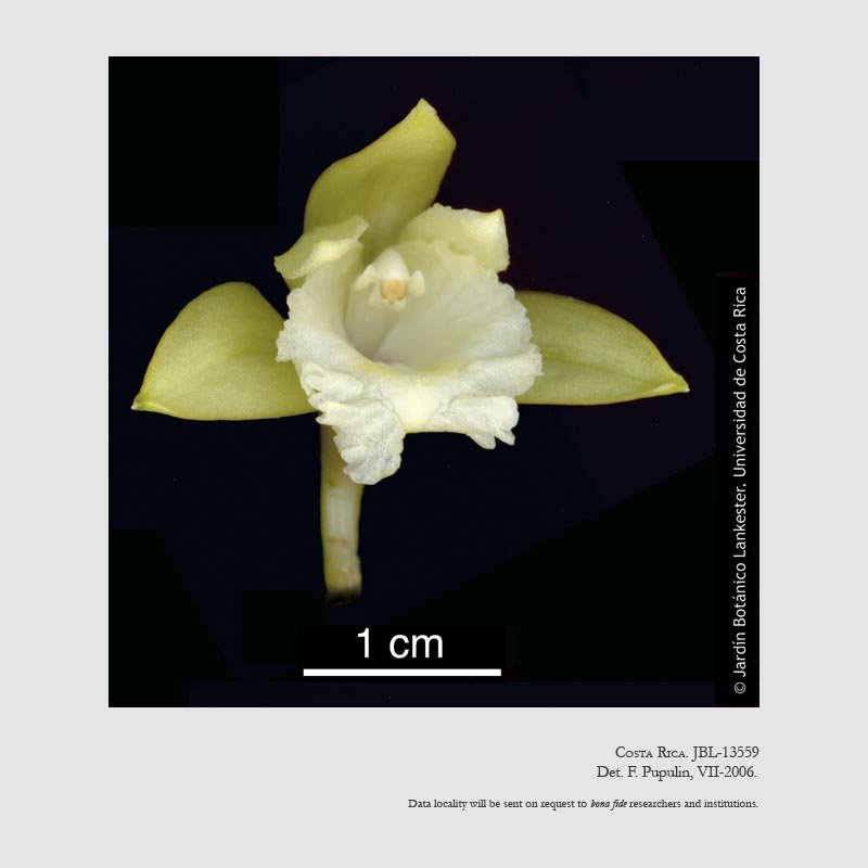 Sobralia carazoi