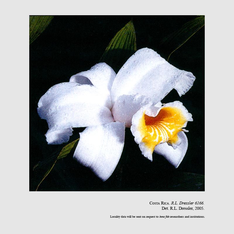 Sobralia chrysostoma