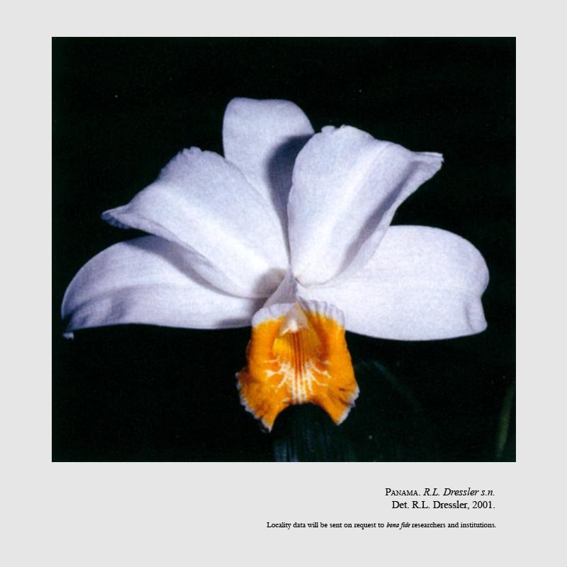 Sobralia chrysostoma