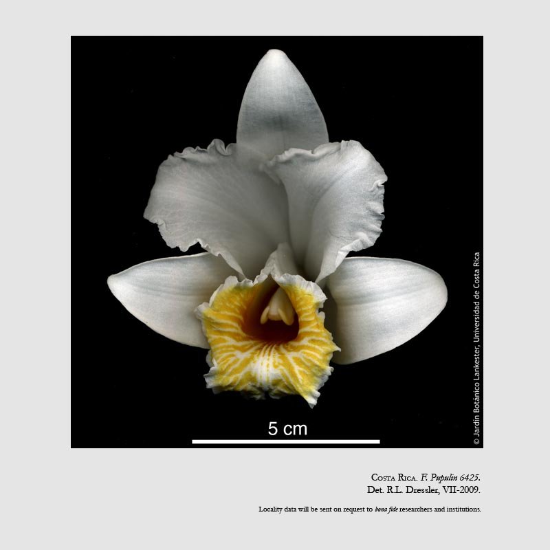 Sobralia chrysostoma