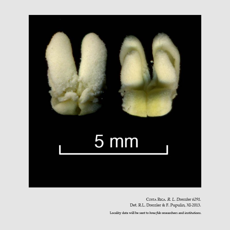 sobralia danjanzenii pollinarium