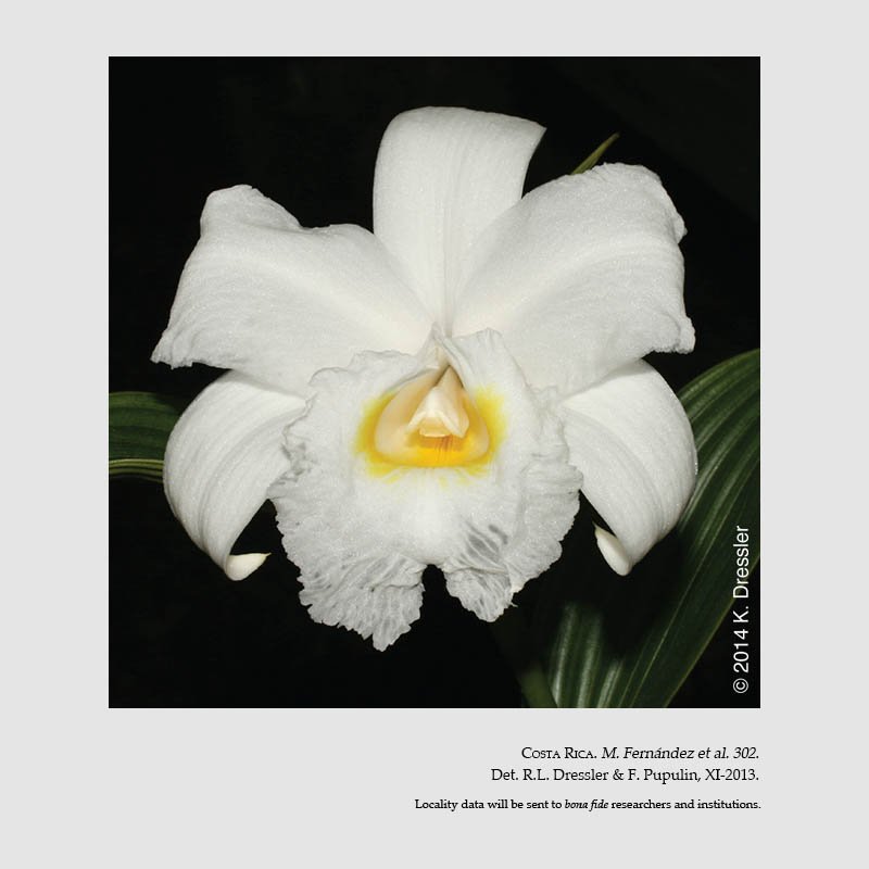 sobralia danjanzenii