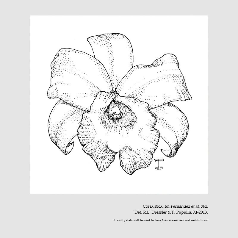 sobralia danjanzenii