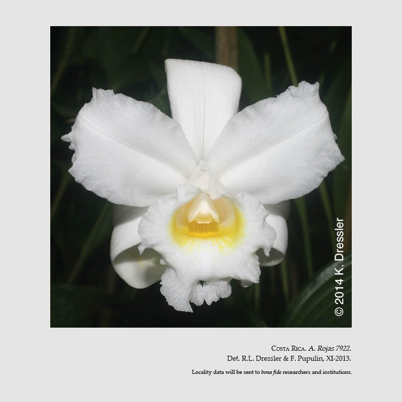 sobralia danjanzenii