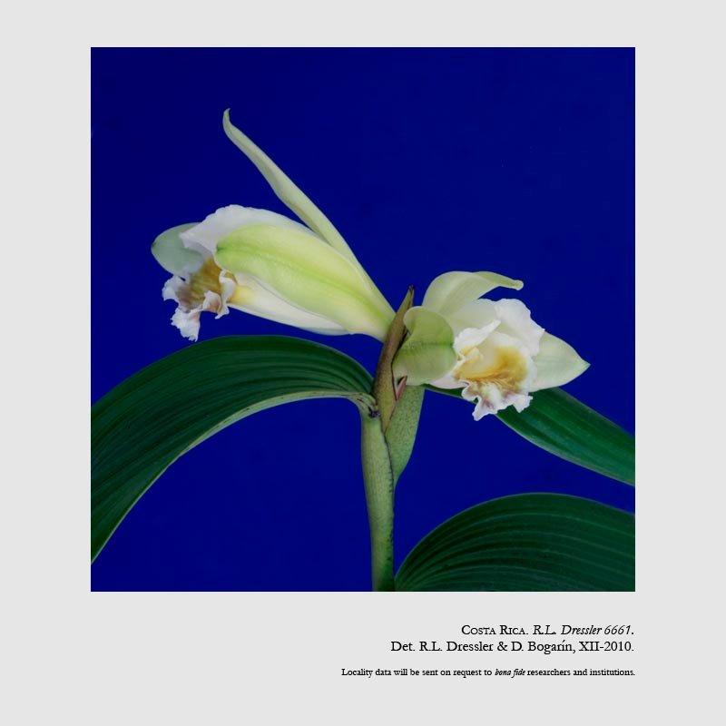 Sobralia geminata