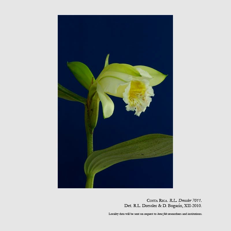 Sobralia geminata