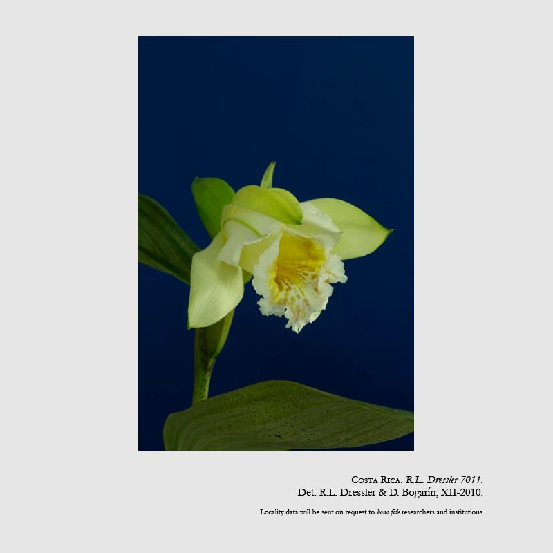 Sobralia geminata