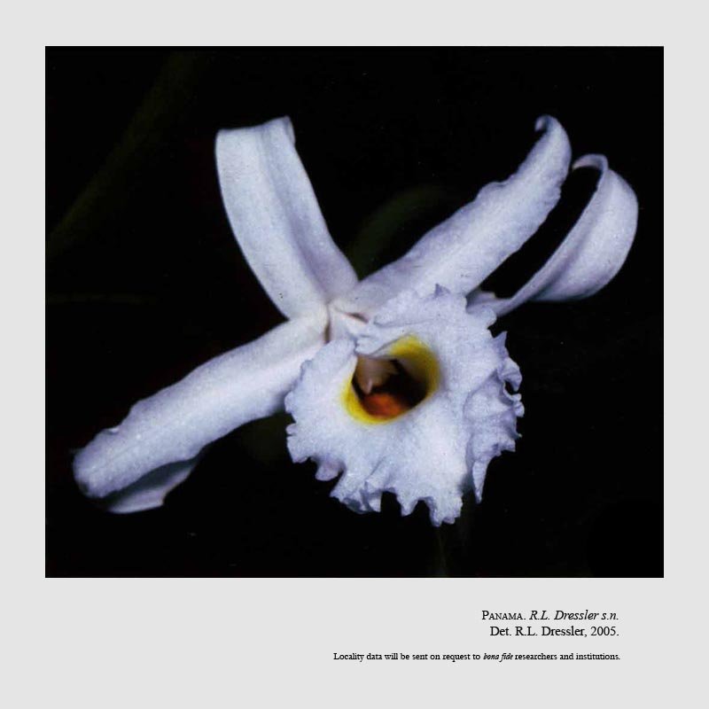 Sobralia kruskayae