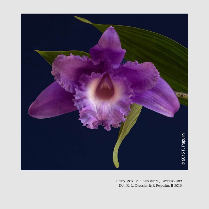 Sobralia lentiginosa