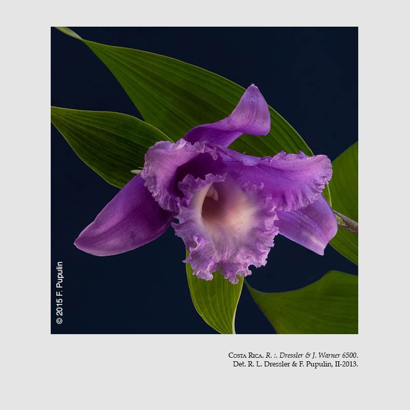 Sobralia lentiginosa