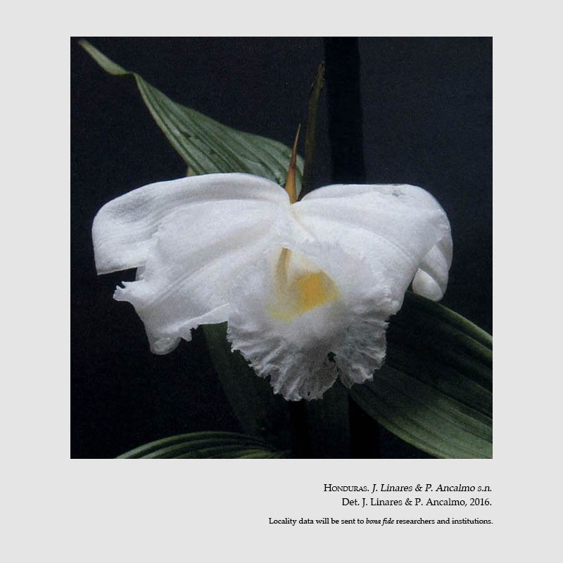 Sobralia yaninae