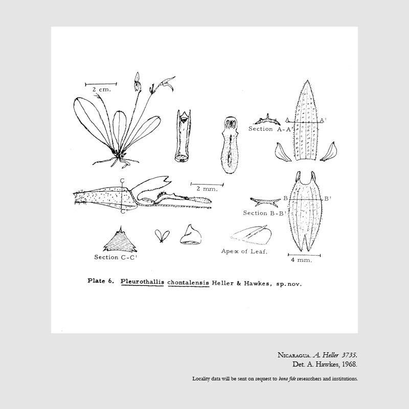 Specklinia chontalensis