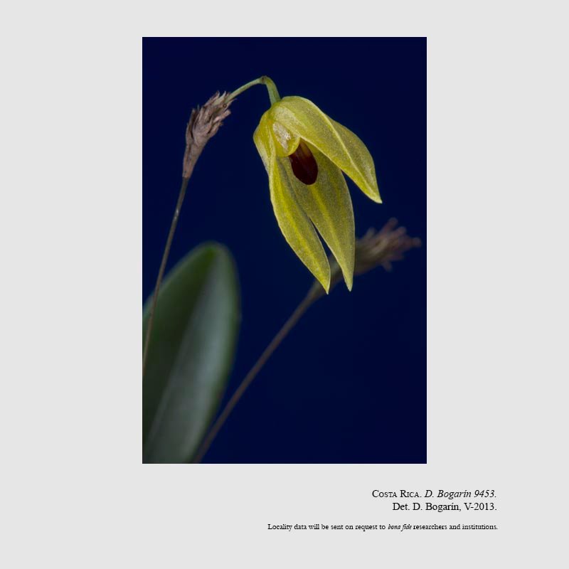 Specklinia icterina