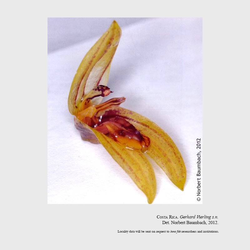 Specklinia vierlingii