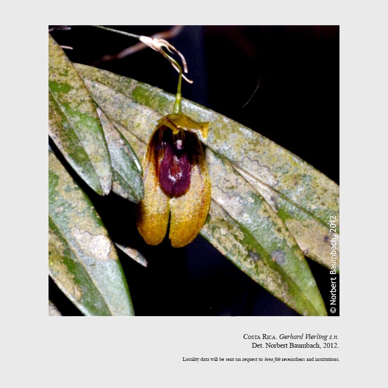 Specklinia vierlingii