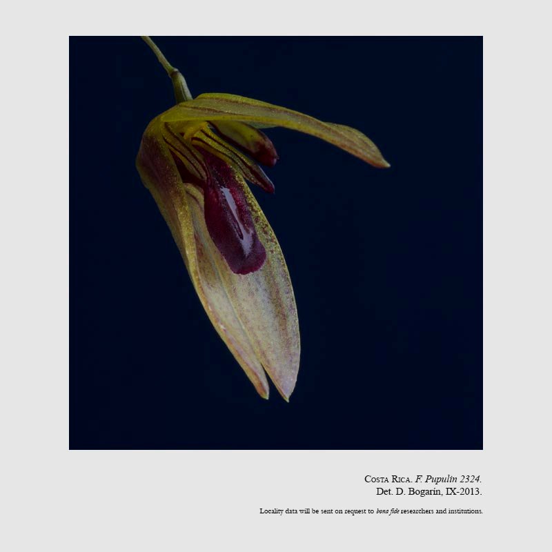 Specklinia vierlingii