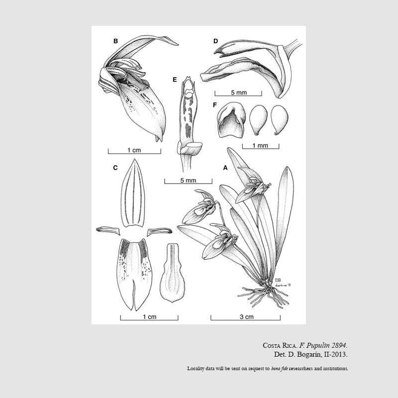 Specklinia vierlingii