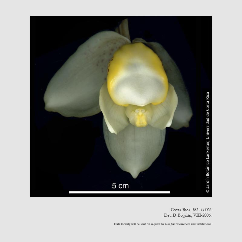 Stanhopea ecornuta