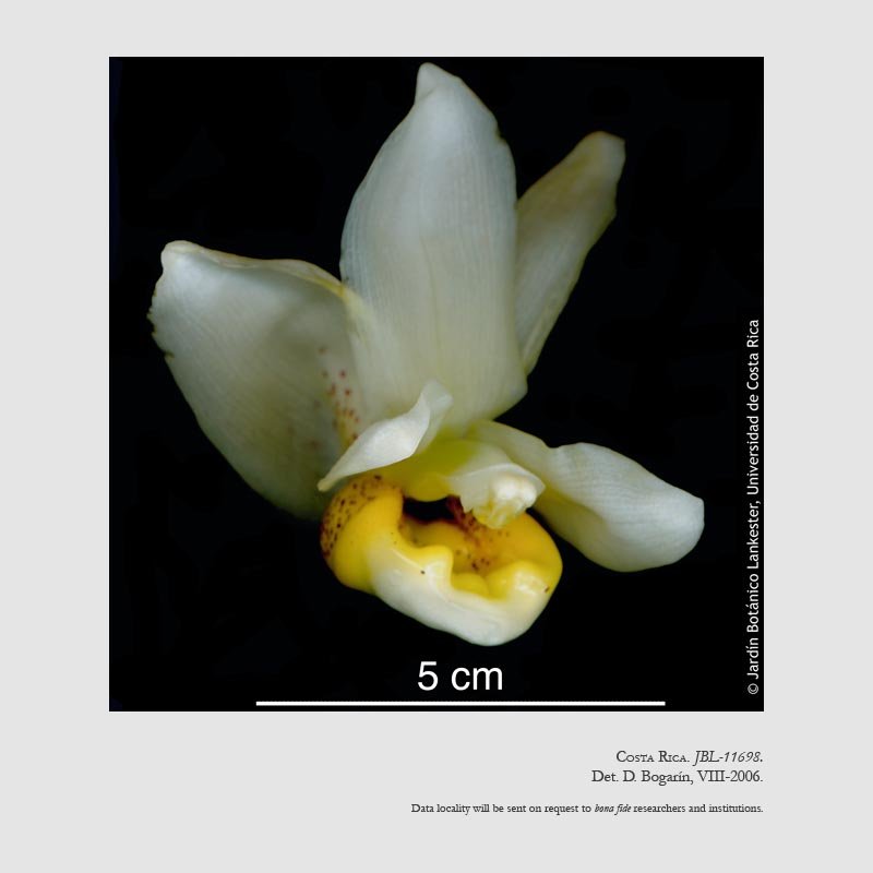 Stanhopea ecornuta